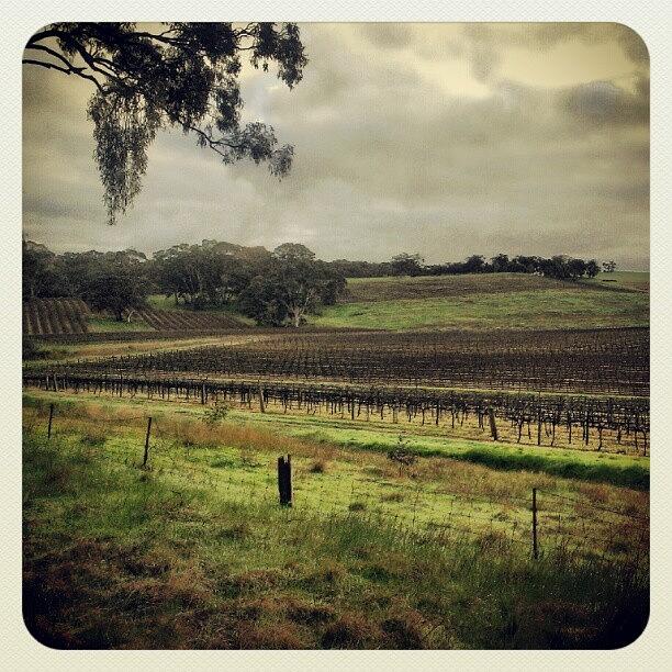 Vineyard In Clare Valley Photograph by Sean Walsh