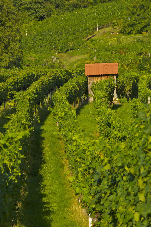 Vineyard in Lautenburg Photograph by Debbie Karnes