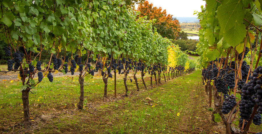 Vineyard Photograph by Jean Noren