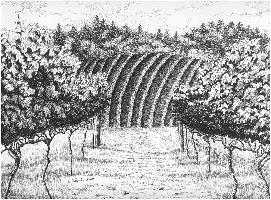 Vineyard Drawing by Lawrence Tripoli