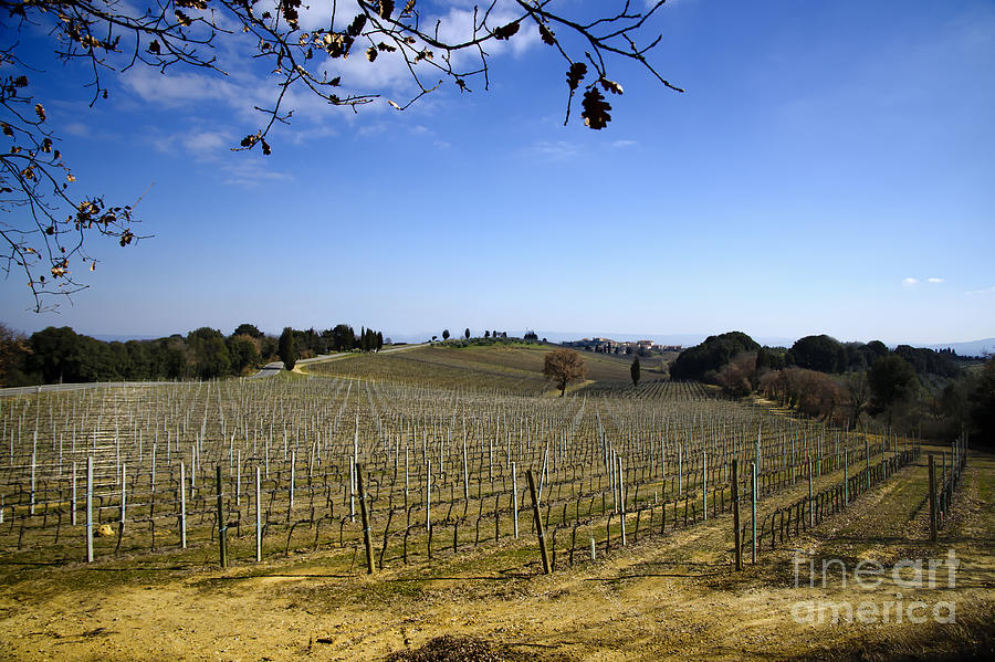 Vineyard Photograph by Mats Silvan