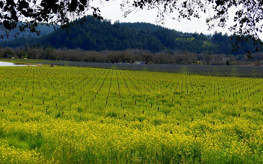 Vineyard of Yellow Mustard Photograph by Jeff Lowe