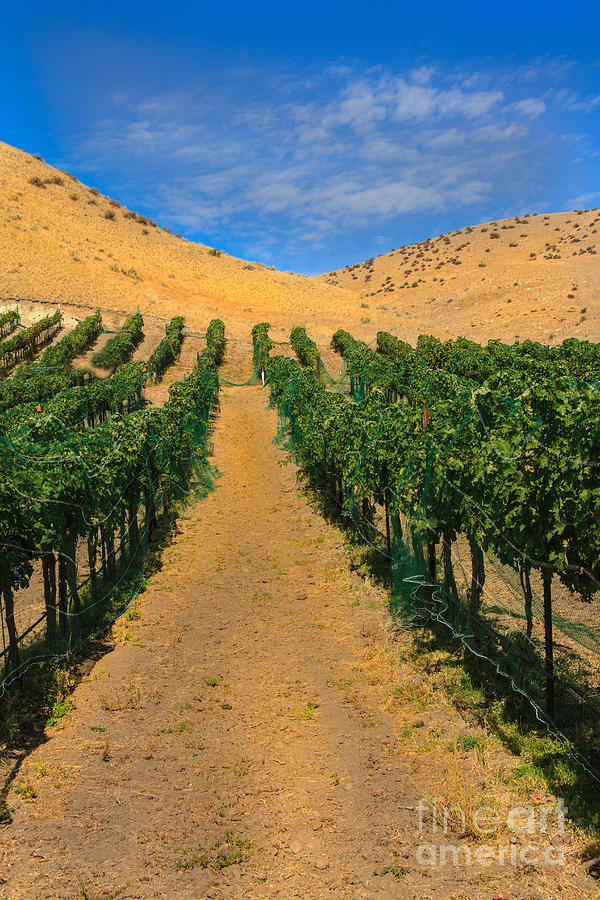 Vineyard Photograph by Robert Bales