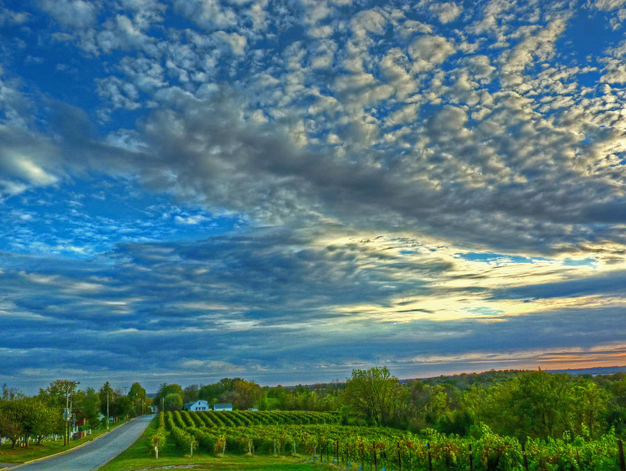 Vineyard Sunset II Photograph by William Fields