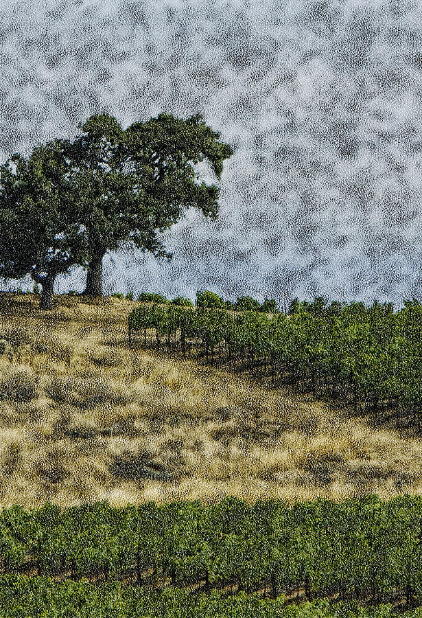 Grape Photograph - Vineyard Tree by Gilbert Artiaga