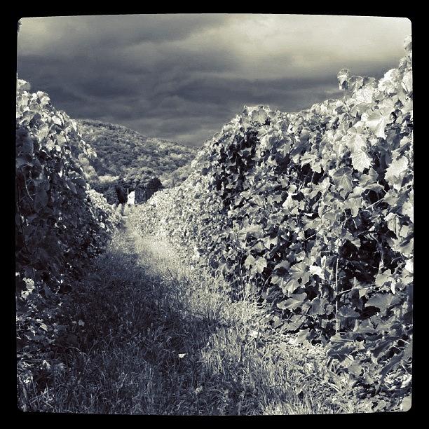 Black And White Photograph - Vineyard View BW by Justin Connor