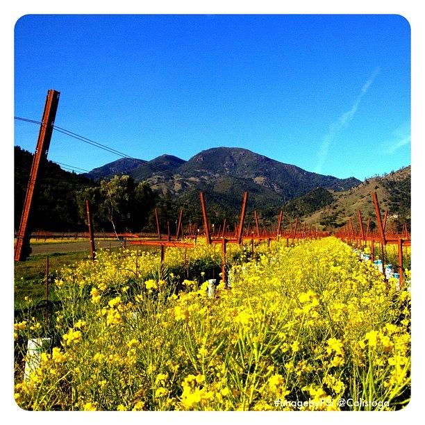 Beautiful Photograph - Vineyard View With Mustard by Peter Stetson
