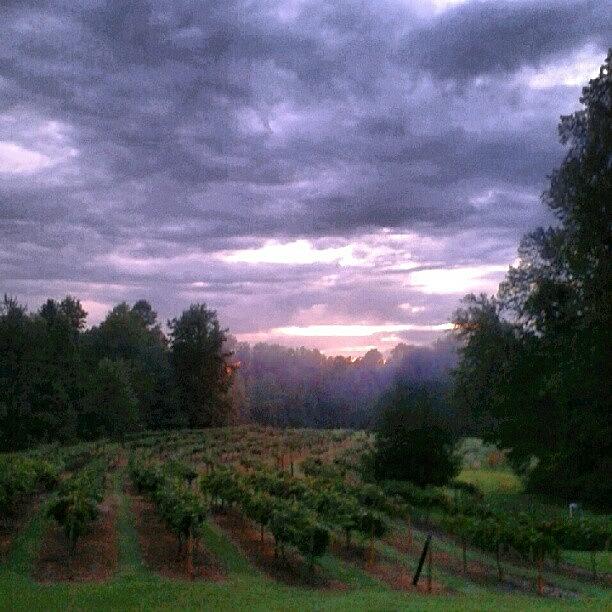 Summer Photograph - #vineyard #vines #clouds #nature by Virginia Lockman