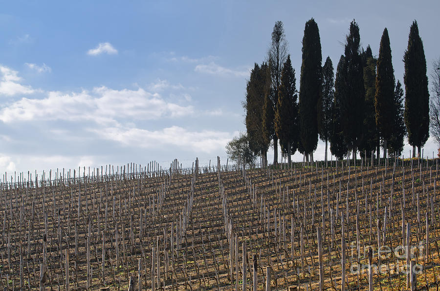 Wine Photograph - Vineyard with cypress trees by Mats Silvan