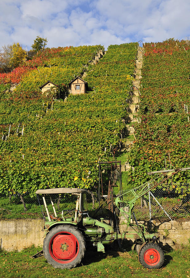Vineyard with tractor Photograph by Matthias Hauser