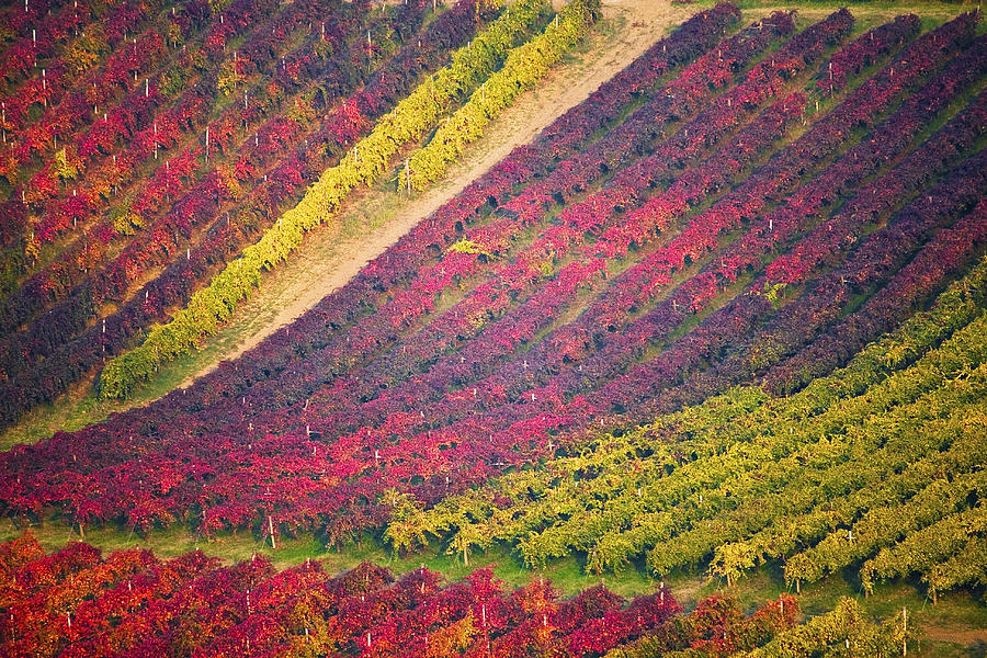 Vineyards Photograph by Francesco Riccardo Iacomino