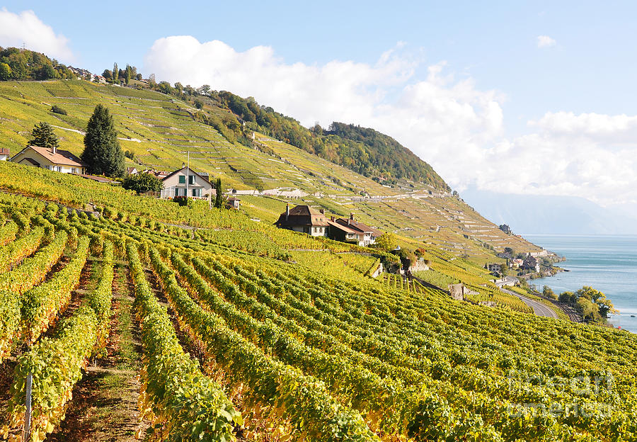 Grape Photograph - Vineyards in Lavaux Switzerland by Alexander Chaikin