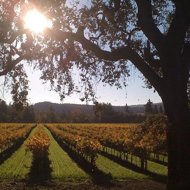 Fall Photograph - Vineyards in the Fall by Crystal Peterson