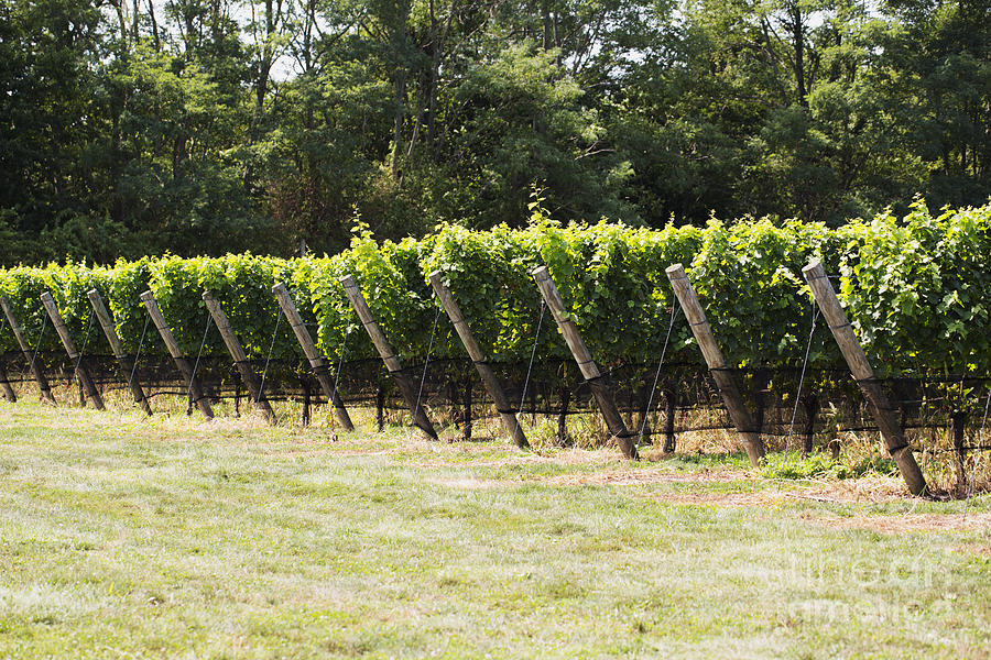 Vineyards Photograph by Leslie Leda