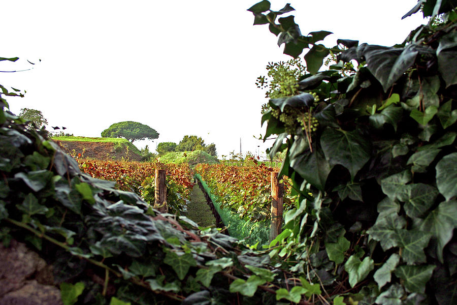 Vineyards of Pompeii Photograph by La Dolce Vita