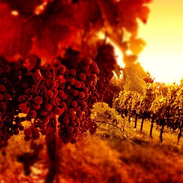 Grape Photograph - #vini #wine #verdicchio #matelica by Simone Montemezzo