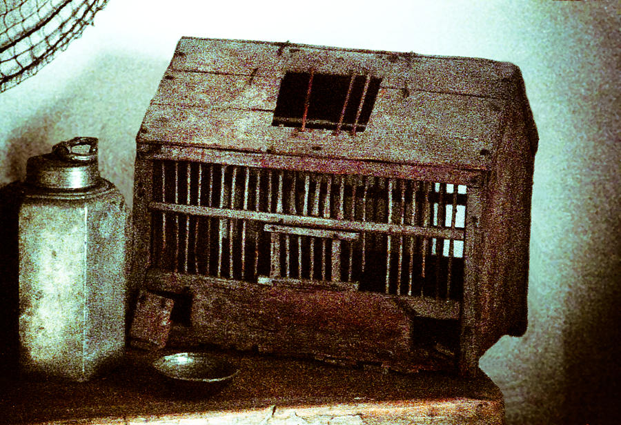 Vintage bird cage Photograph by Emanuel Tanjala