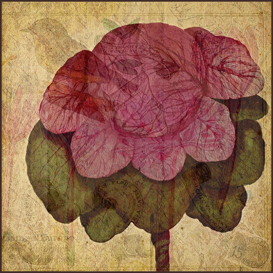 Cabbage Photograph - Vintage Cabbage by Bonnie Bruno