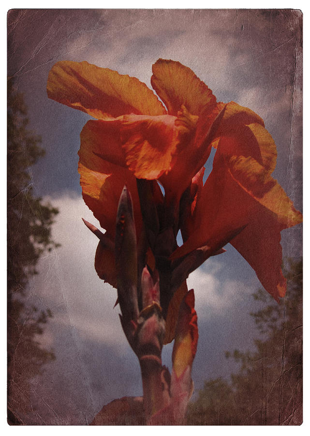 Vintage Canna Lily Photograph by Richard Cummings