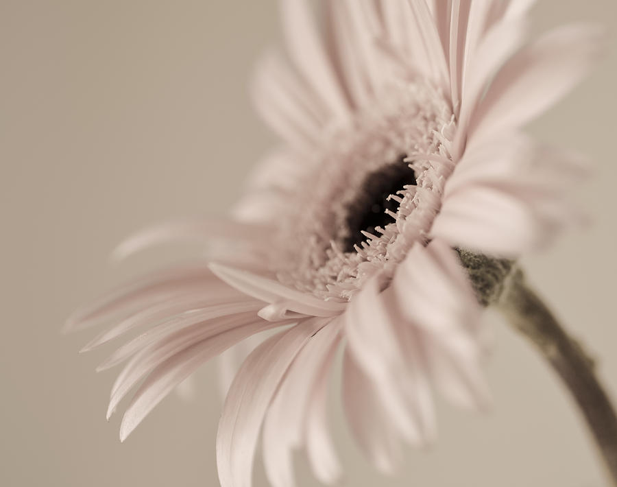 Vintage Daisy Photograph by Julie Palencia