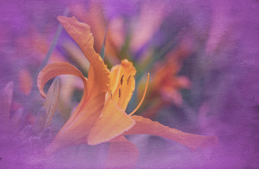 Vintage Daylily Photograph by Richard Cummings