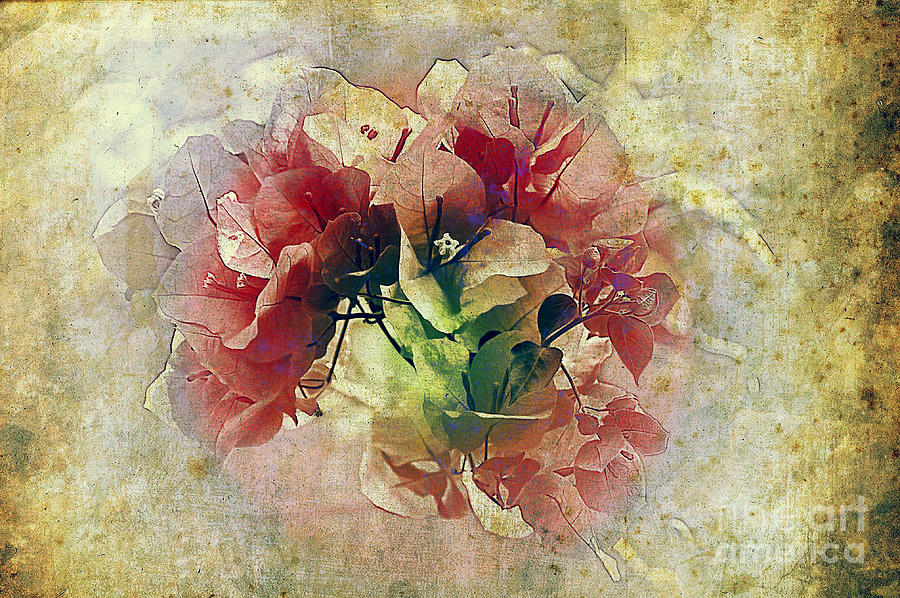 Vintage Floral Photograph by Elaine Manley