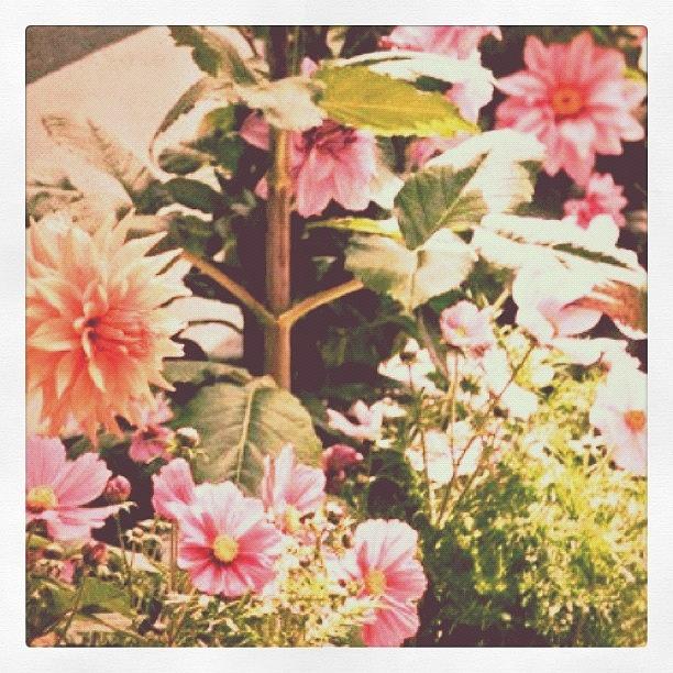 Nature Photograph - #vintage #garden #flowers #nature by Rachel Boyer 