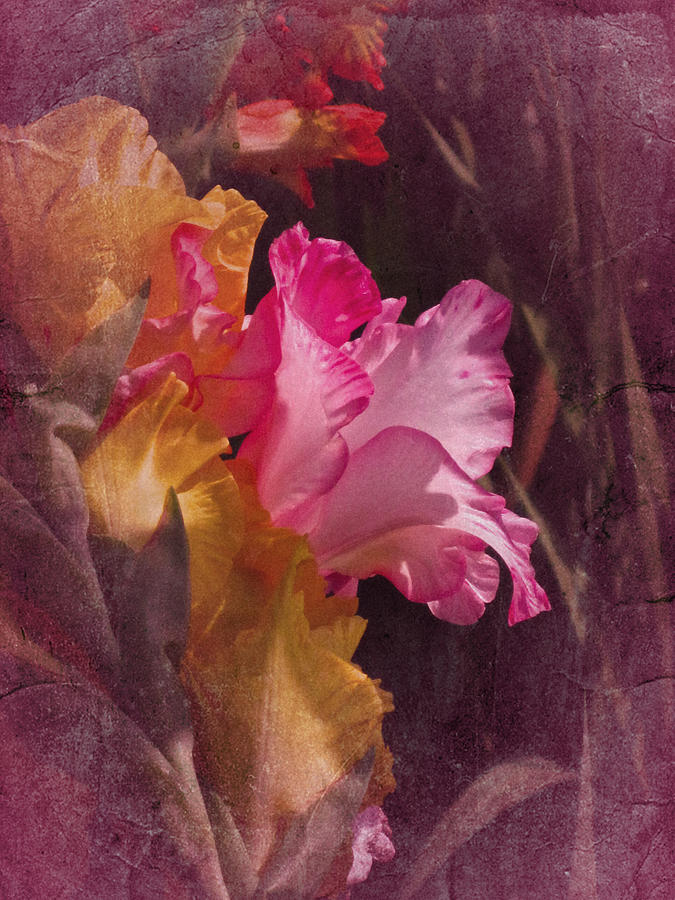 Flower Photograph - Vintage Gladiolas by Richard Cummings