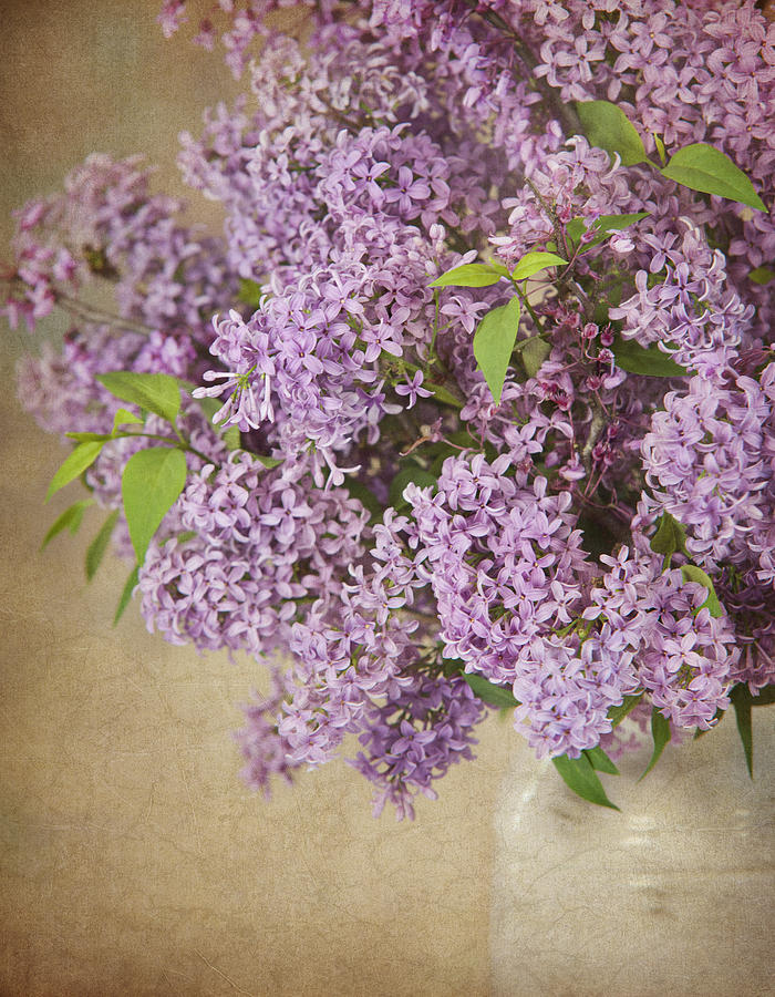 Vintage Lilac Photograph by Cheryl Davis