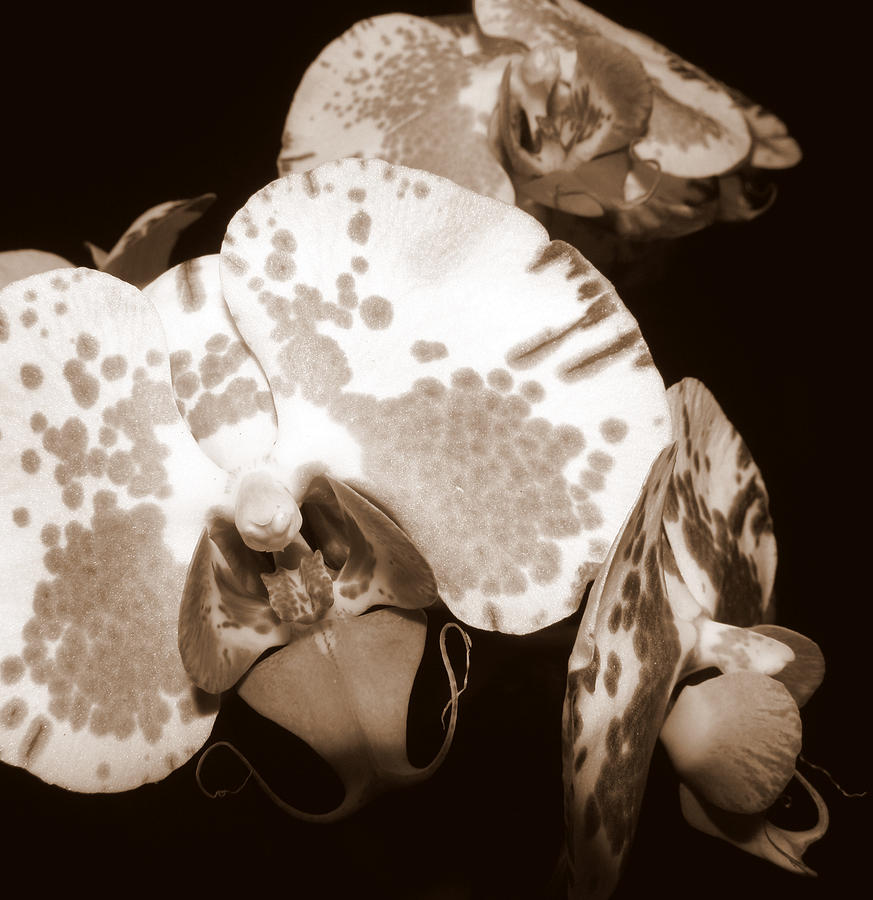 Vintage Orchid  Photograph by Kim Galluzzo Wozniak