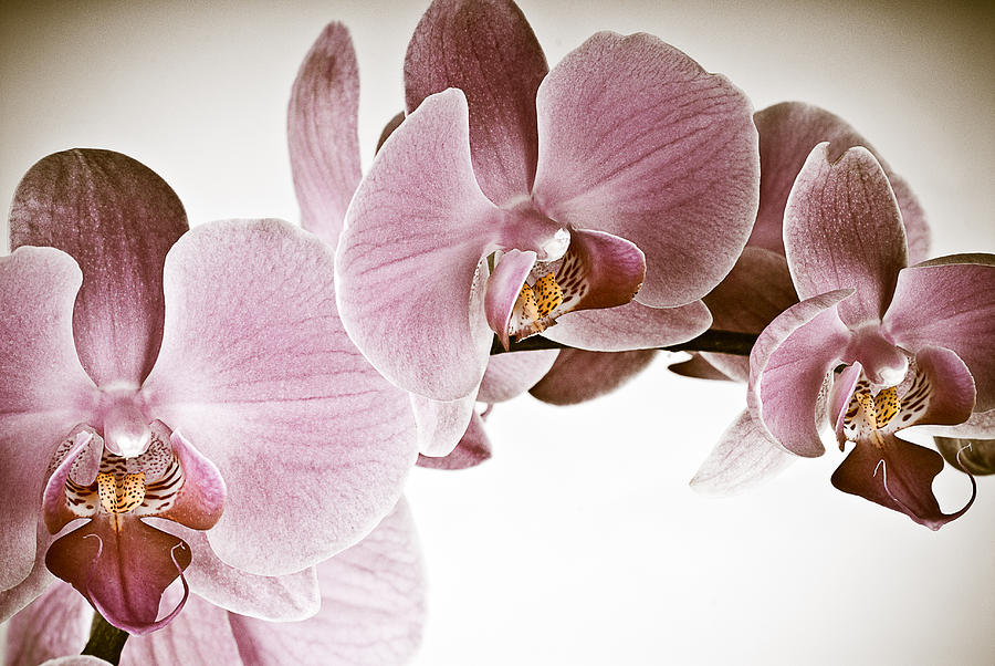 Vintage Orchid Photograph by Onyonet Photo studios