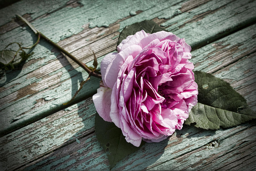 Vintage Pink English Rose and Peeling Paint Photograph by Kathy Clark