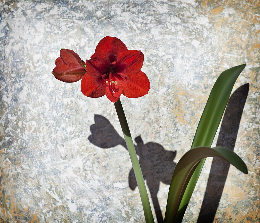 Vintage Red Bloom Photograph by Al Hurley