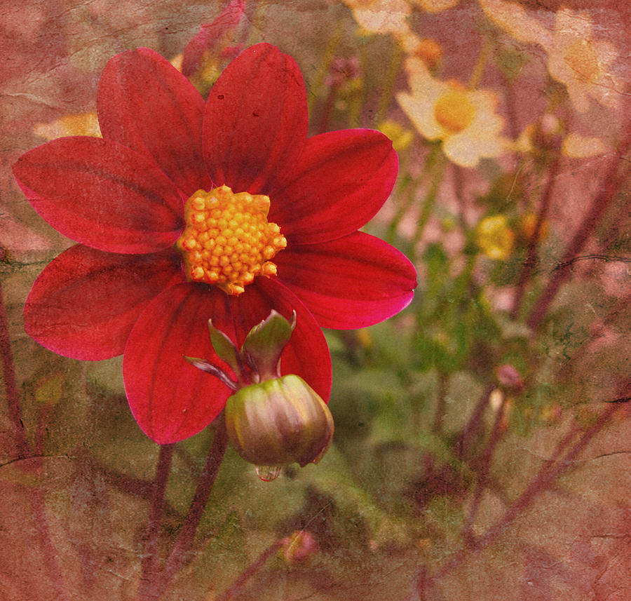 Vintage Red Dahlia Photograph by Richard Cummings