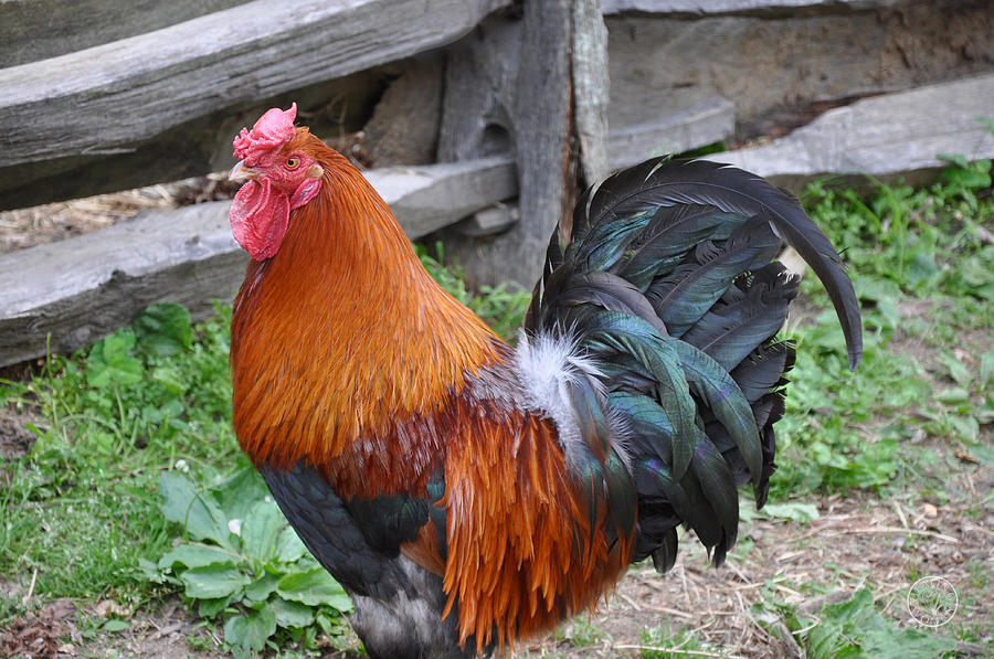 Vintage rooster up close and personal Photograph by Healing Woman - Pixels