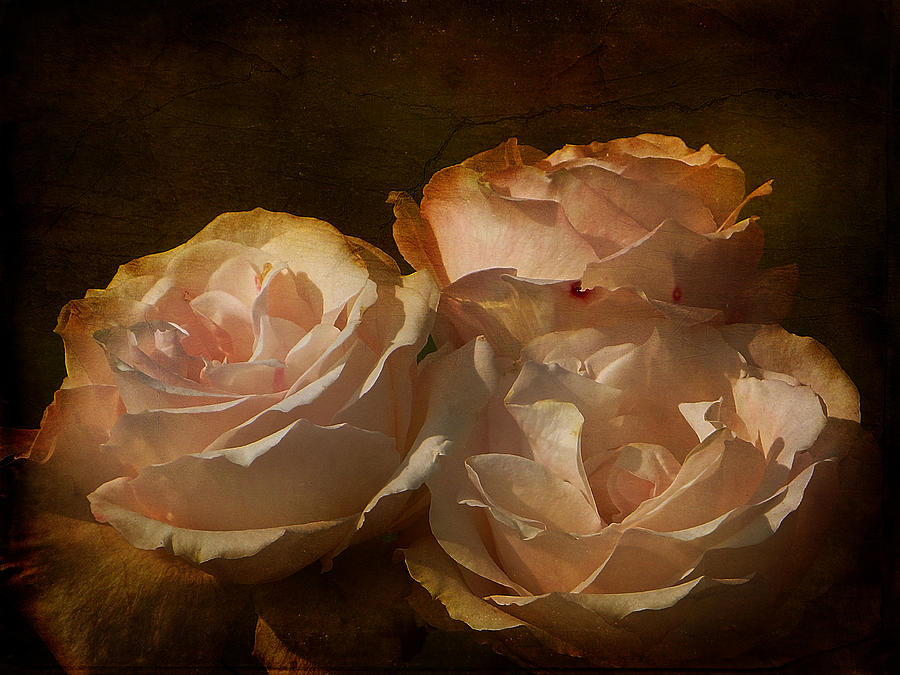 Vintage Rose Photograph by Blair Wainman