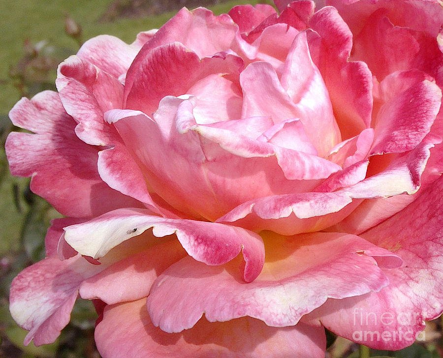 Vintage rose Photograph by Helene Fallstrom - Fine Art America