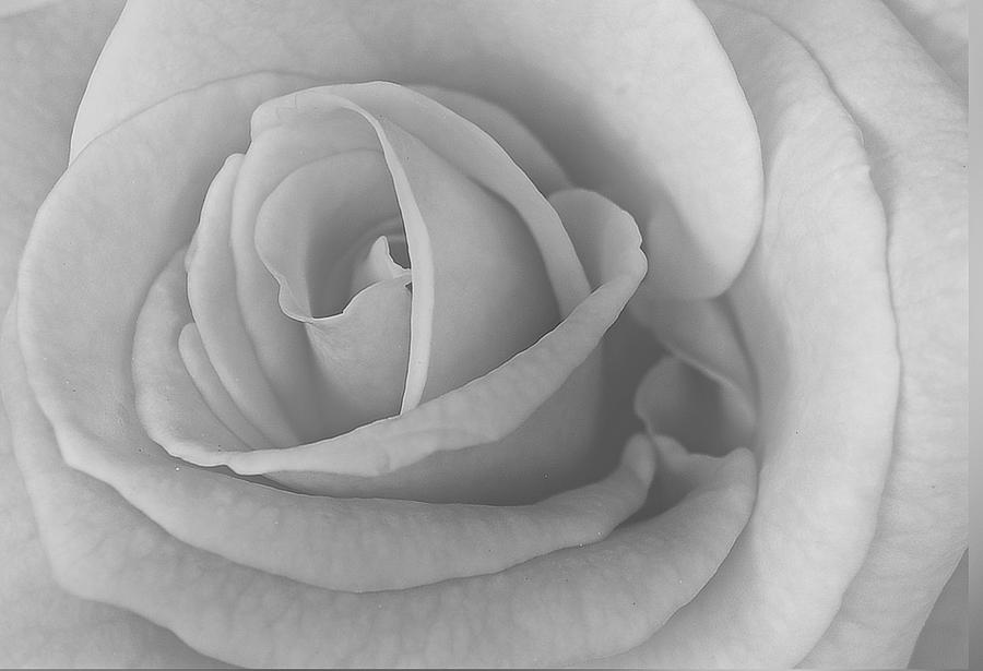 Vintage Rose Photograph by Michael Peychich