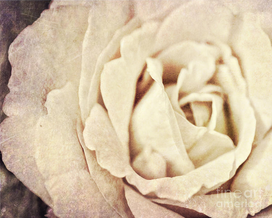 Vintage Rose Photograph by Traci Cottingham
