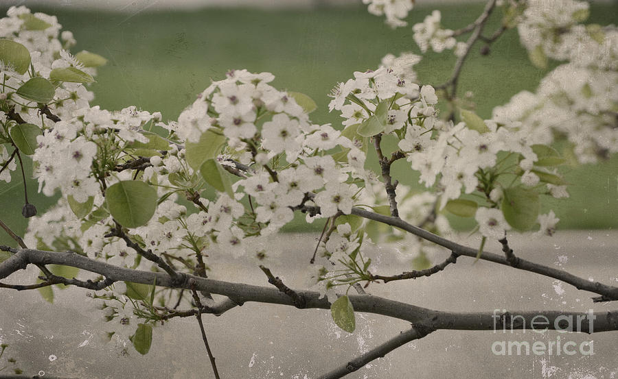 Vintage Spring Photograph by Traci Cottingham