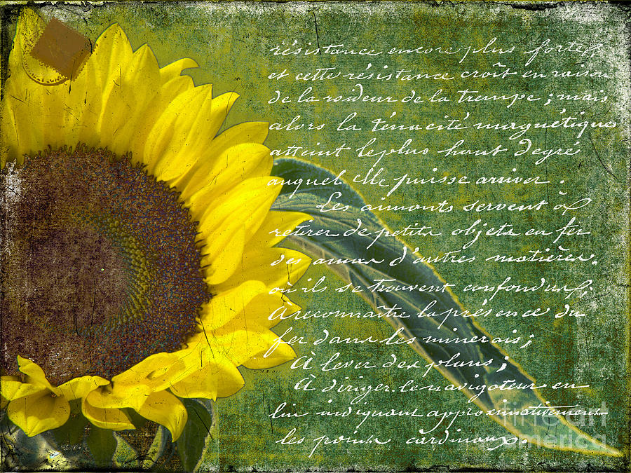 Vintage Sunflower Photograph by Karen Lewis