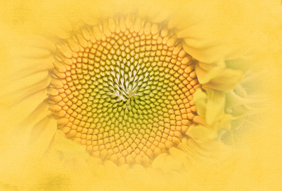 Vintage Sunflower Photograph by Richard Cummings