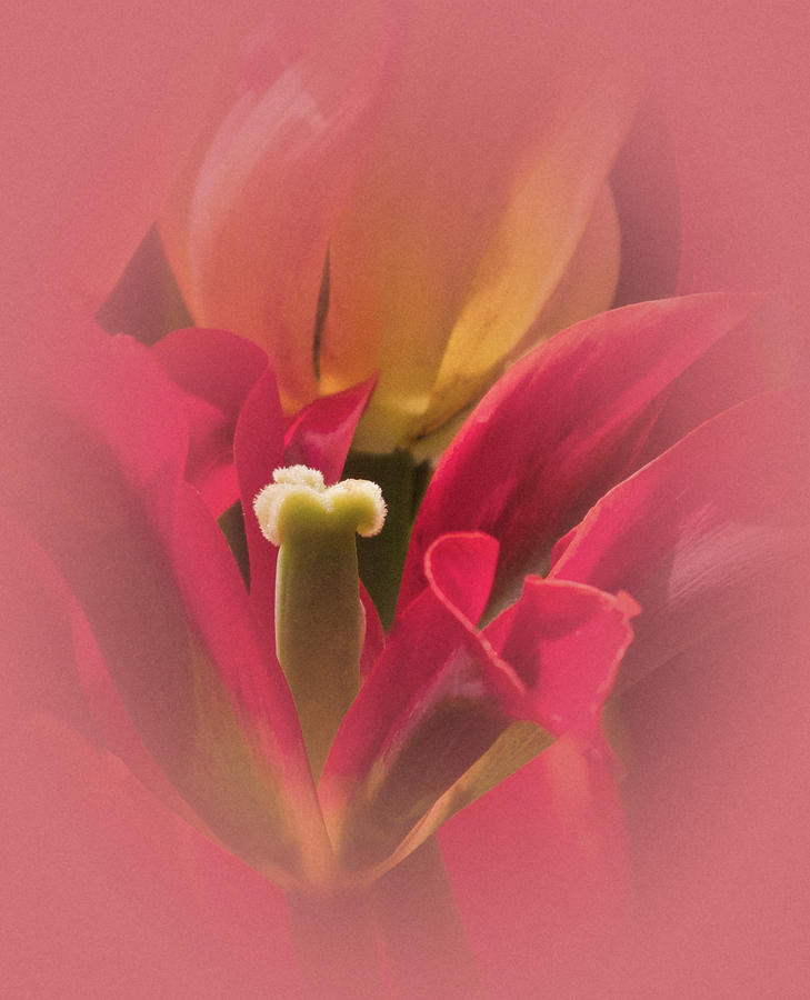 Vintage Tulip No. 3 Photograph by Richard Cummings