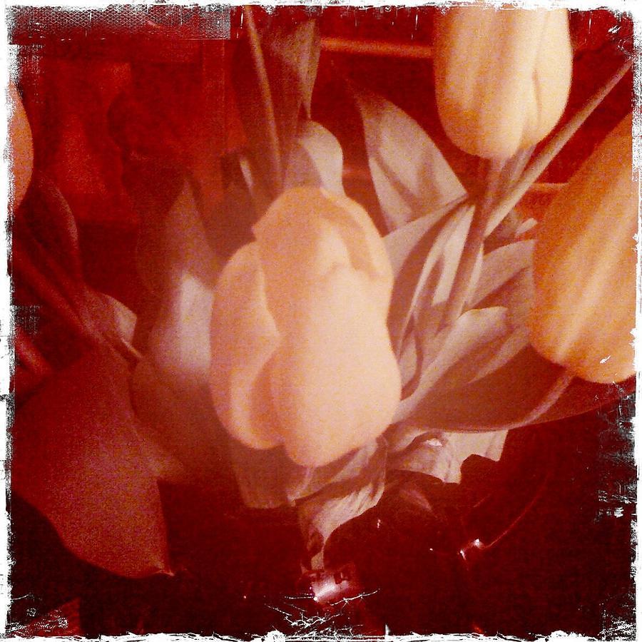 Vintage Tulips Photograph by Shannon Grissom