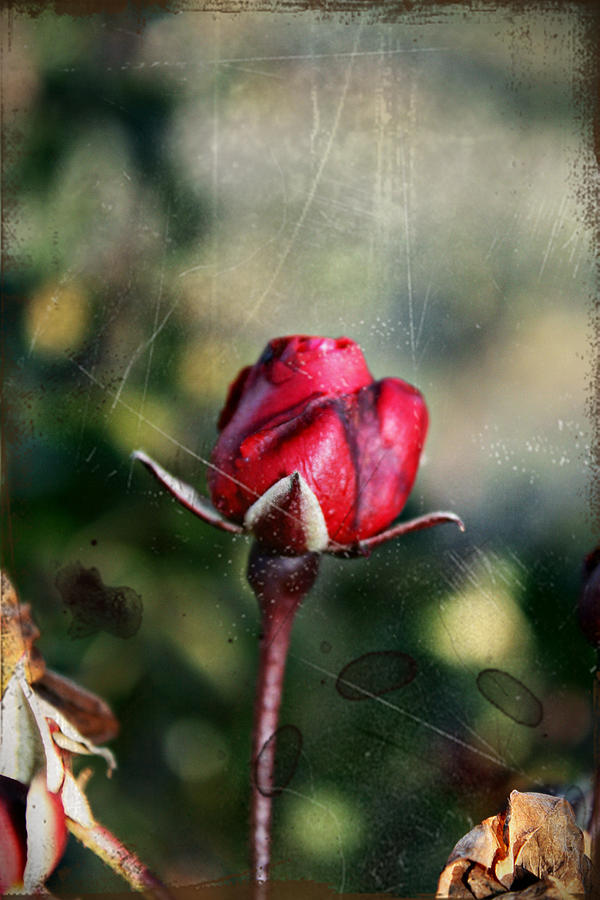 Vintage Winter Rose Photograph by KayeCee Spain