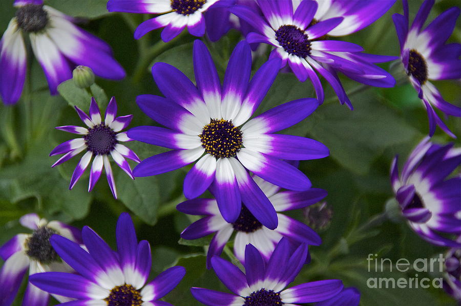 Violet Bicolor Photograph by Sean Griffin