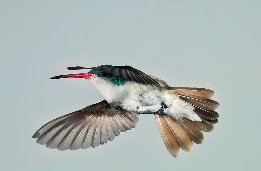 Violet Crowned Hummingbird in Level Flight Photograph by Gregory Scott