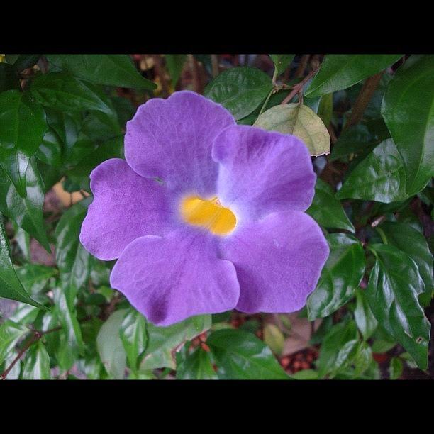 Nature Photograph - Violet Flower from Brazil by Daniel Resende Meneses