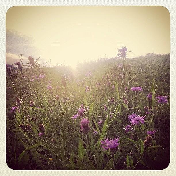 Violet Flowers Meadow ! Photograph by Jyothi Joshi
