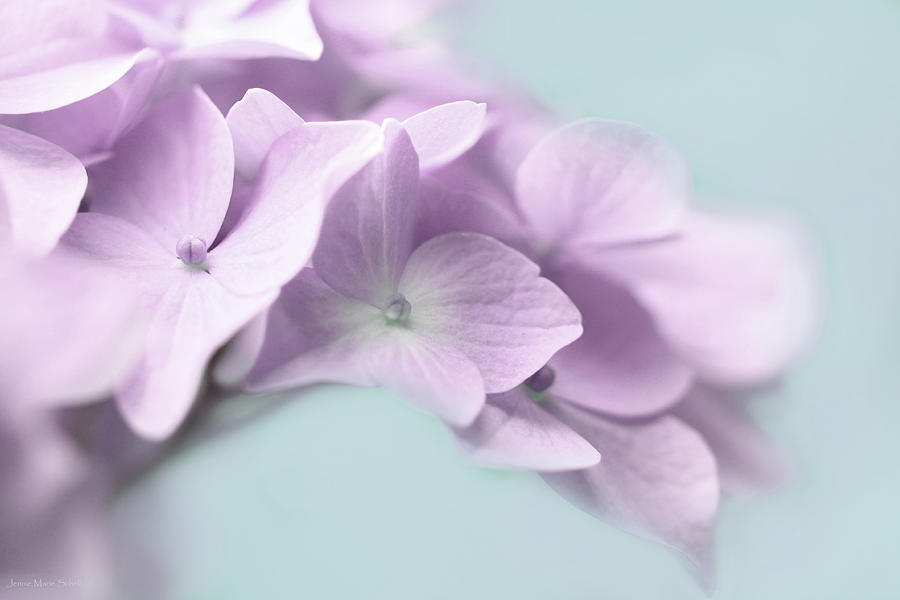 Violet Hydrangea Flower Macro Photograph by Jennie Marie Schell